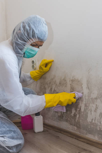 Best Mold Prevention Services  in Wadsworth, IL