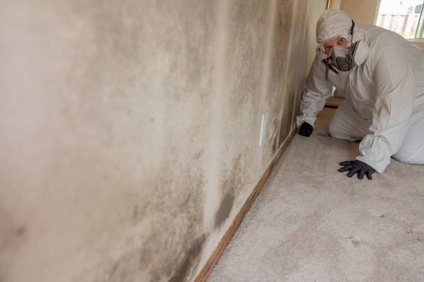 Best Mold Removal for HVAC Installations  in Wadsworth, IL